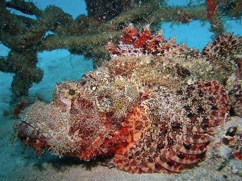 Raggy Scorpionfish - Scorpaenopsis venosa                                 Fish,Geotagged,Mabul,Malaysia,Raggy Scorpionfish,Scorpaenopsis venosa,Scorpionfish,Spring