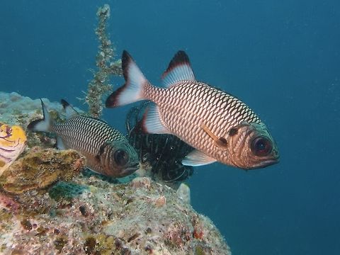 Shadowfin Soldierfish - Myripristis adusta The Shadowfin Soldierfish - Myripristis adusta is pale salmon-pink with dark scale margins; black margin on rear dorsal and tail fins, black spot on rear gill cover. Fish,Geotagged,Mabul,Malaysia,Myripristis adusta,Soldierfish,Spring.Shadowfin Soldierfish