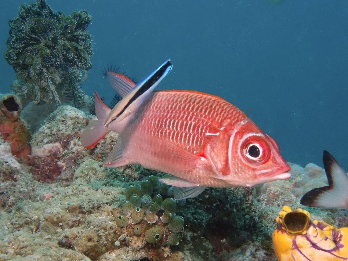 Sabre Squirrelfish - Sargocentron spineferum  Fish,Geotagged,Mabul,Malaysia,Sabre Squirrelfish,Sargocentron spiniferum,Spring,Squirrelfish