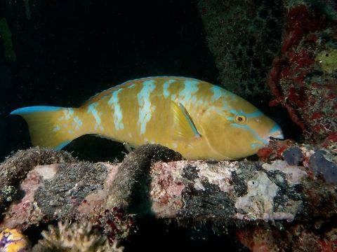 Blue-Barred Parroffish - Scarus globban, Initial phase  Blue-Barred Parrotfish,Fish,Geotagged,Mabul,Malaysia,Parrotfish,Scarus ghobban,Spring