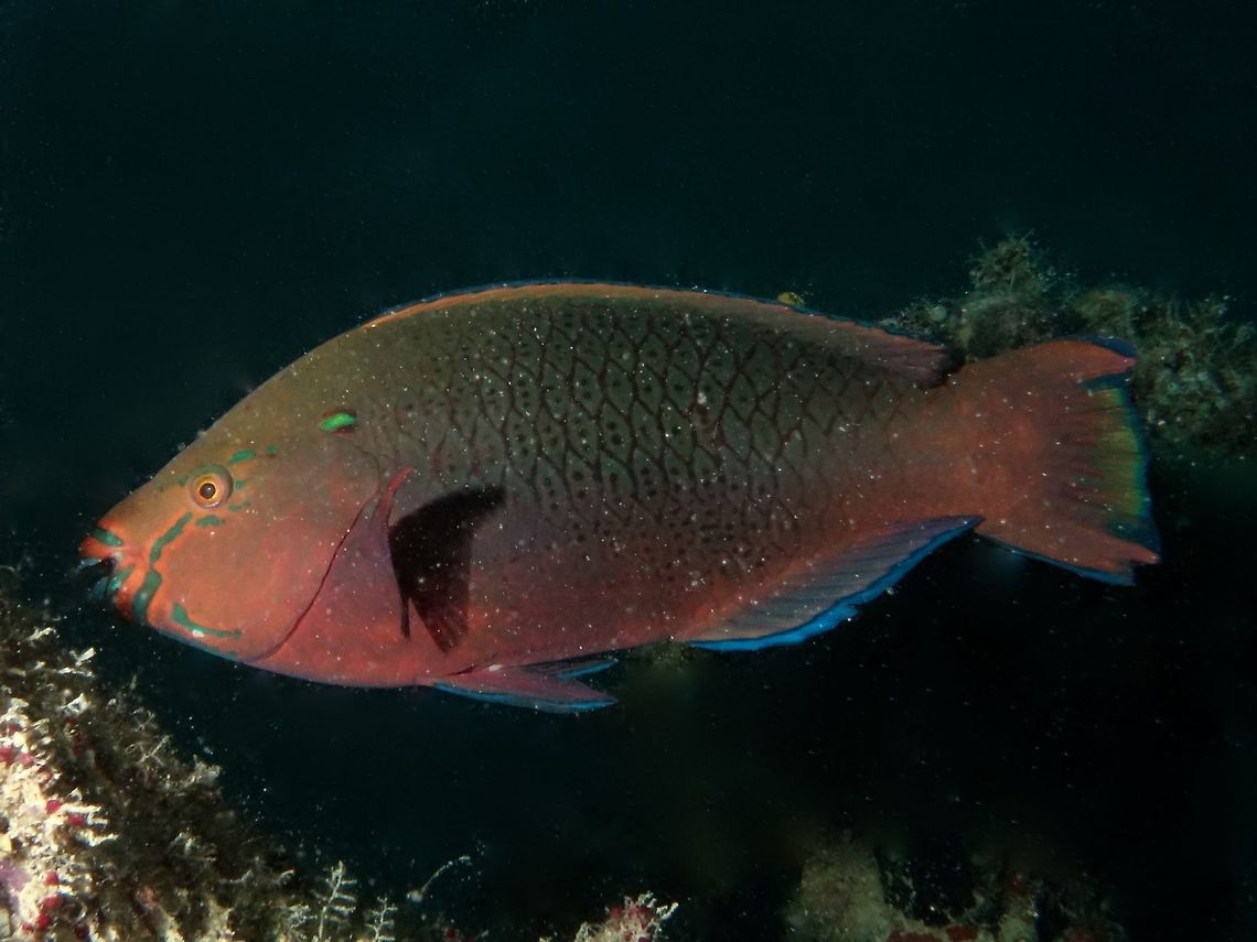 Greenthroat Parrotfish - Scarus prasiognathos, Initial Phase The Greenthroat Parrotfish - Scarus prasiognathos is dark green with yellowish upper head and green below; broad green band across snout.  During Initial Phase, they are reddish brown with some scattered white speckling. Fish,Geotagged,Greenthroat Parrotfish,Mabul,Malaysia,Parrotfish,Scarus prasiognathos,Spring
