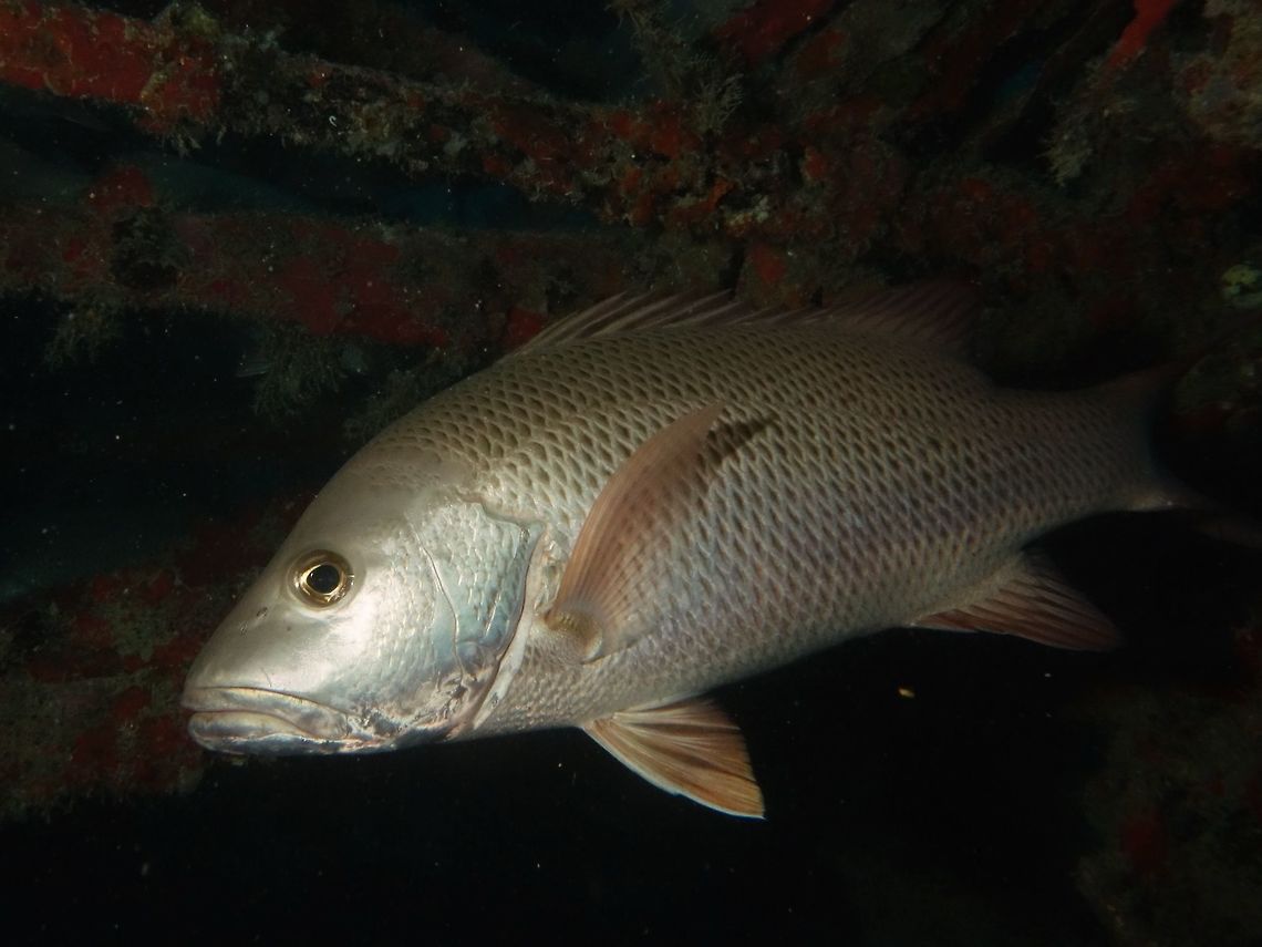 Mangrove Red Snapper - Lutjanus argentimaculatus The Mangrove Red Snapper - Lutjanus argentimaculatus is grayish with tints of red, green and brown; darkish fins; darkish scale centers. Fish,Geotagged,Lutjanus argentimaculatus,Mabul,Malaysia,Mangrove red snapper,Red Snapper,Snapper,Spring