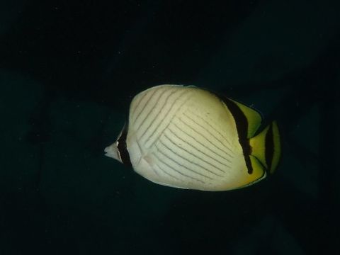 Vagabond Butterflyfish - Chaetodon vagabundus  Butterflyfish,Chaetodon vagabundus,Fish,Geotagged,Mabul,Malaysia,Spring,Vagabond butterflyfish