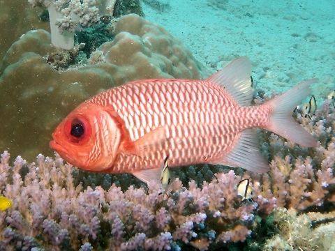 Double-tooth Soldierfish - Myripristis hexagona The Double-tooth Soldierfish - Myripristis hexagona is red with broad pink scale margins, pale  reddish fins have no white margins; broad dark red band on rear margin of gill cover. Double-Tooth Soldierfish,Fish,Geotagged,Mabul,Malaysia,Myripristis hexagona,Soldierfish,Spring