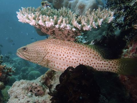 Slender Grouper - Anyperodon leucogrammicus  Anyperodon leucogrammicus,Fish,Geotagged,Grouper,Mabul,Malaysia,Slender grouper,Spring