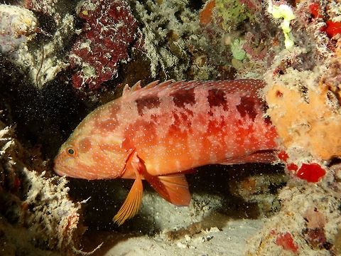Saddle Grouper - Cephalopholis sexmaculata The Saddle Grouper - Cephalopholis sexmaculata is orange-red with numerous small blue spots; often lines on head, 6-7 pale saddles on back that commonly extend into bars on sides. Cephalopholis sexmaculata,Fish,Geotagged,Grouper,Mabul,Malaysia,Saddle Grouper,Spring