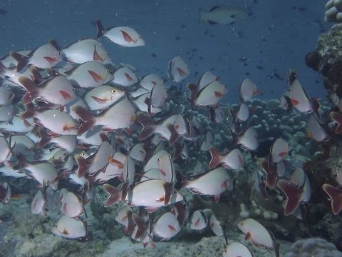 Humpback Snapper - Lutjanus gibbus  Fish,Geotagged,Humpback Snapper,Humpback red snapper,Lutjanus gibbus,Mabul,Malaysia,Snapper,Spring