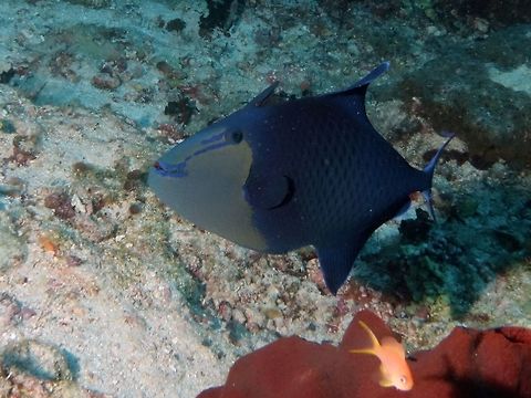 Redtooth Triggerfish - Odonus niger The Redtooth Triggerfish - Odonus niger is pale blue head, dark blue to purplish body; 2 blue lines extend from eye toward mouth, lunate tail with long lobes in adult. Form plankton-feeding aggregations above reef, retreat to reef recesses when threatened.  Called Redtooth Triggerfish because its teeth are red in colour. Fish,Geotagged,Mabul,Malaysia,Odonus niger,Redtoothed triggerfish,Spring,Triggerfish