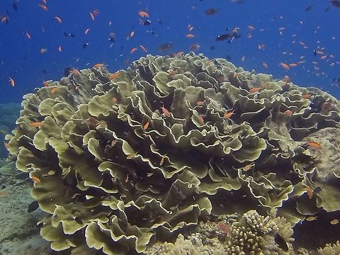 Cabbage Coral - Turbinaria reniformis The Cabbage Coral - Turbinaria reniformis a colonial stony coral, forming horizontal plates or chalices and sometimes forming tiers. The can form huge colonies that can span 5-10 meters circumference of more than 10 meters stretch along sloping reef. Cabbage Corals,Corals,Geotagged,Mabul,Malaysia,Spring,Turbinaria reniformis