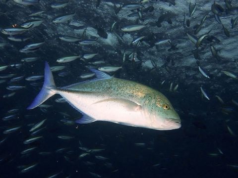 Bluefin Trevally - Caranx melampygus  Bluefin trevally,Caranx melampygus,Geotagged,Jacks,Mabul,Malaysia,Spring,Trevally