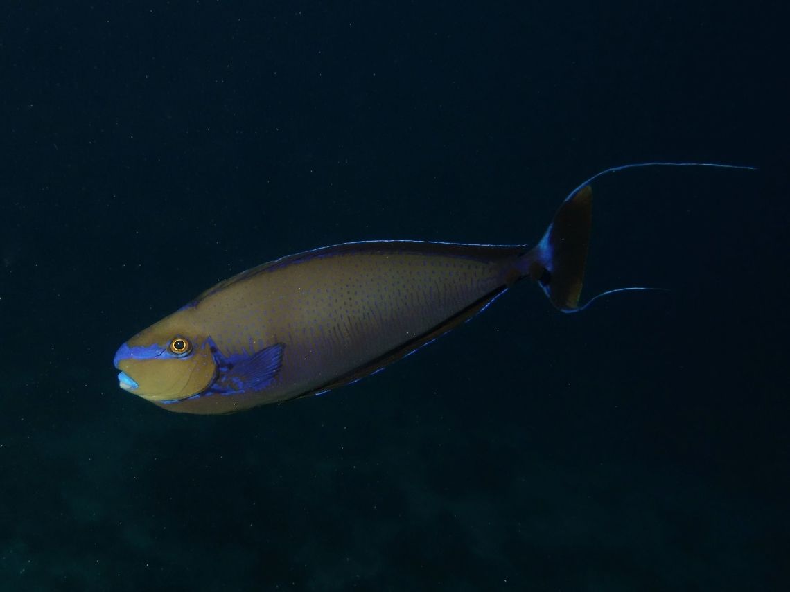 Bignose Unicorn Fish - Naso viamingii The Bignose Unicorn Fish - Naso viamingii has head in shades of brown, body brown to blue or gray; blue lips and a blue band in front of eye; blue vertical lines and spots on sides; can rapidly pale or darken colors and markings. Bignose Unicorn Fish,Fish,Geotagged,Mabul,Malaysia,Naso viamingii,Naso vlamingii,Spring,Unicorn Fish