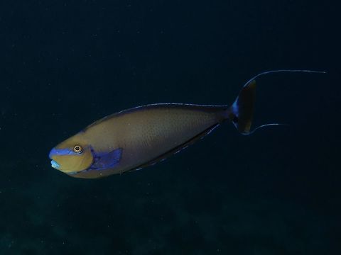 Bignose Unicorn Fish - Naso viamingii The Bignose Unicorn Fish - Naso viamingii has head in shades of brown, body brown to blue or gray; blue lips and a blue band in front of eye; blue vertical lines and spots on sides; can rapidly pale or darken colors and markings. Bignose Unicorn Fish,Fish,Geotagged,Mabul,Malaysia,Naso viamingii,Naso vlamingii,Spring,Unicorn Fish