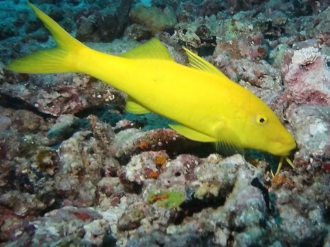 Goldsaddle goatfish