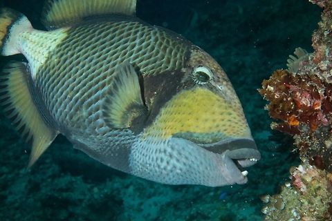 Titan Triggerfish - Balistoides viridescens This Titan Triggerfish - Balistoides viridescens can be very aggressive during their nesting season when they are protecting their eggs. If you swim too close to them or their egg nest, they will 'attack' you, swimming fast directly to you to bite.  
 Balistoides viridescens,Fish,Geotagged,Mabul,Malaysia,Spring,Titan triggerfish,Triggerfish