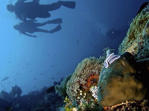 Nudibranch - Chromodoris willani                             Chromodoris willani,Geotagged,Mabul,Malaysia,Nudibranch,Spring