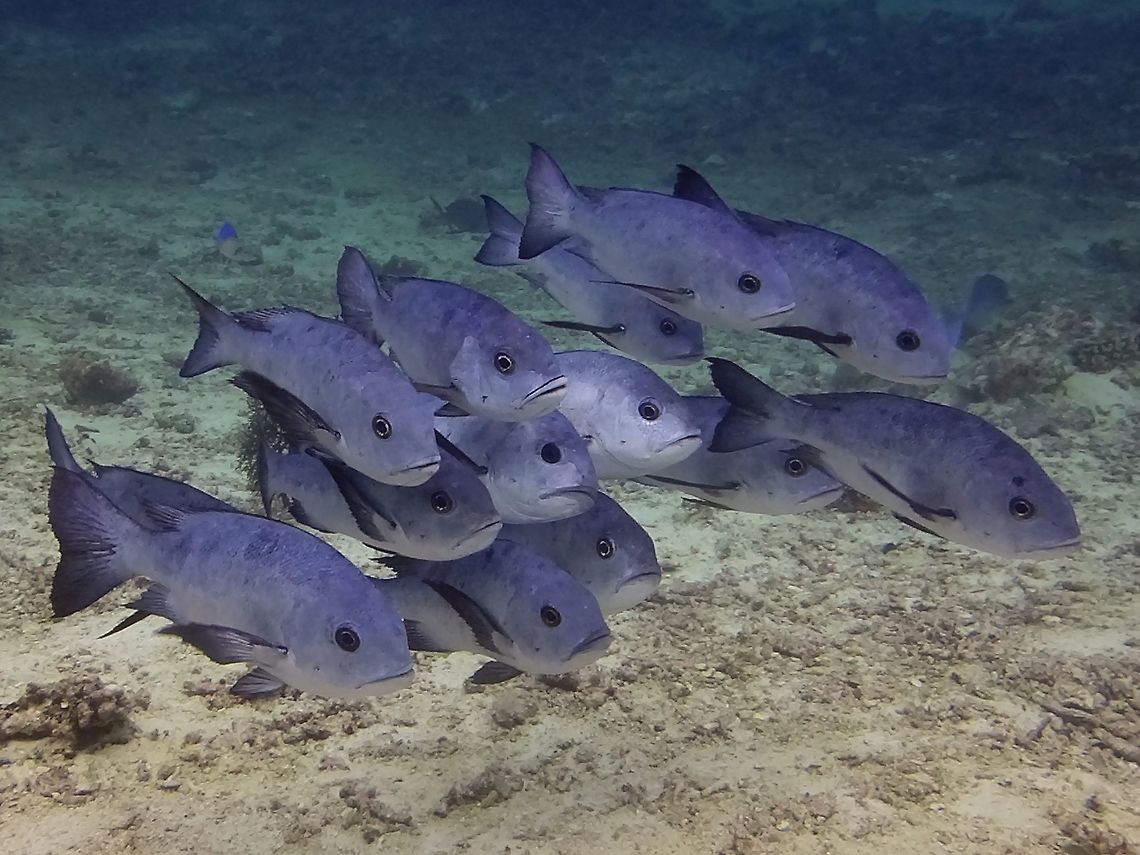 Black Snapper - Macolor niger The Black Snapper - Macolor niger is gray to gray-brown with numerous indistinct blotches, no blue lines or spots on head; large eye with dull gold iris. Black Snapper,Black and white snapper,Fish,Geotagged,Mabul,Macolor niger,Malaysia,Snapper,Spring