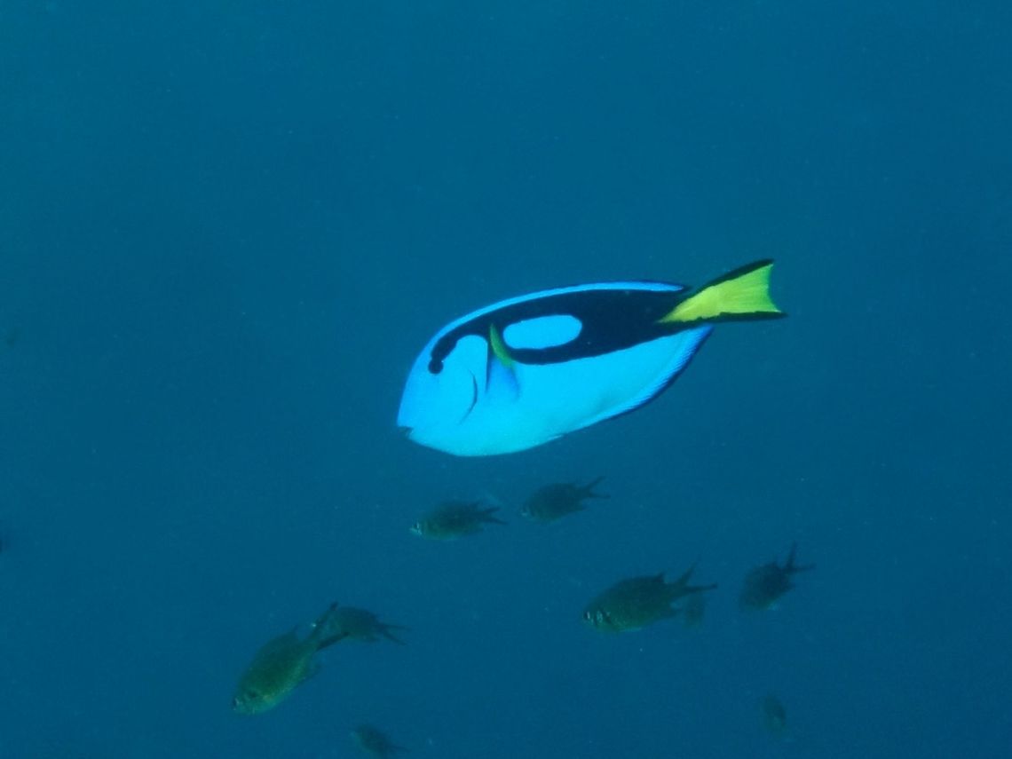 Palete Surgeonfish - Paracanthurus hepatus  Fish,Geotagged,Mabul,Malaysia,Palette surgeonfish,Paracanthurus hepatus,Spring,Surgeonfish