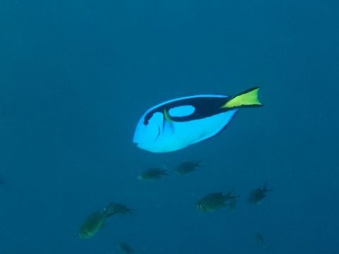 Palete Surgeonfish - Paracanthurus hepatus  Fish,Geotagged,Mabul,Malaysia,Palette surgeonfish,Paracanthurus hepatus,Spring,Surgeonfish