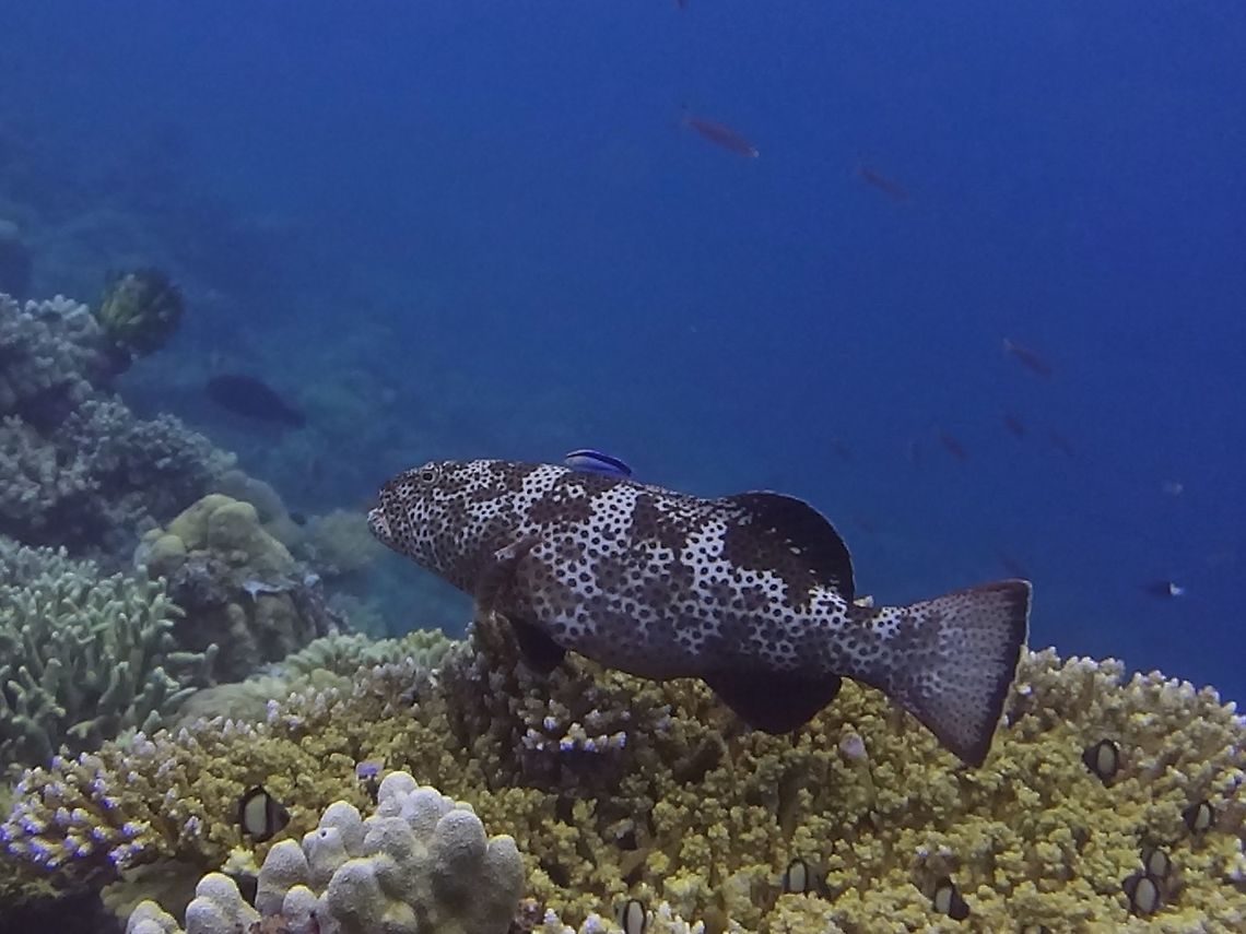 Roving Coral Grouper - Plectropomus pessuliferus The Roving Coral Grouper - Plectropomus pessuliferus is brown to orange-red or olive with numerous small dark-edged round and vertically elongate blue spots; may display 5-6 bars on upper body. Coral Grouper,Fish,Geotagged,Grouper,Mabul,Malaysia,Plectropomus pessuliferus,Roving coralgrouper,Spring