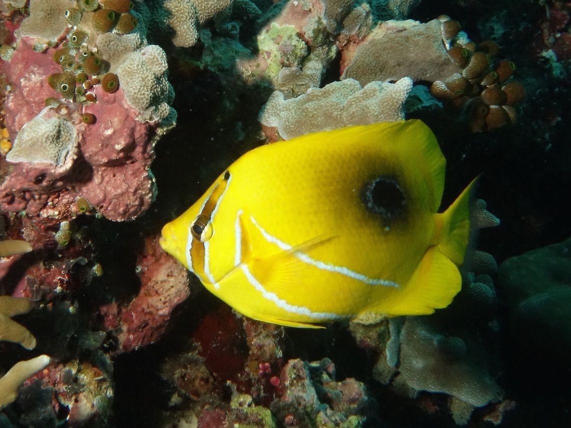 Eclipse Butterflyfish - Chaetodon bennetti The Eclipse Butterflyfish - Chaetodon bennetti is bright yellow; large blue-edged black spot on middle of back, pair of blue lines on lower body. Bluelashed butterflyfish,Butterflyfish,Chaetodon bennetti,Elcisped Butterflyfish,Fish,Geotagged,Mabul,Malaysia,Spring