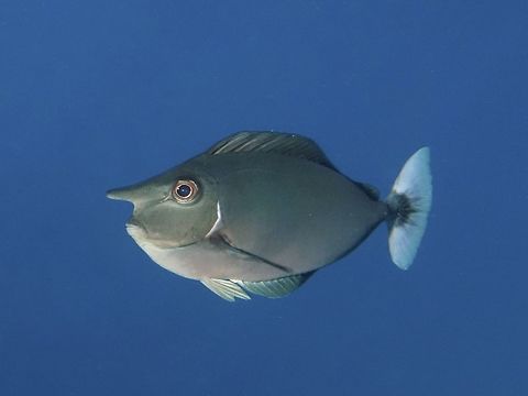 Spotted Unicornfish - Naso brevirostris  Geotagged,Mabul,Malaysia,Naso brevirostris,Spotted Unicornfish,Spring,Unicornfish