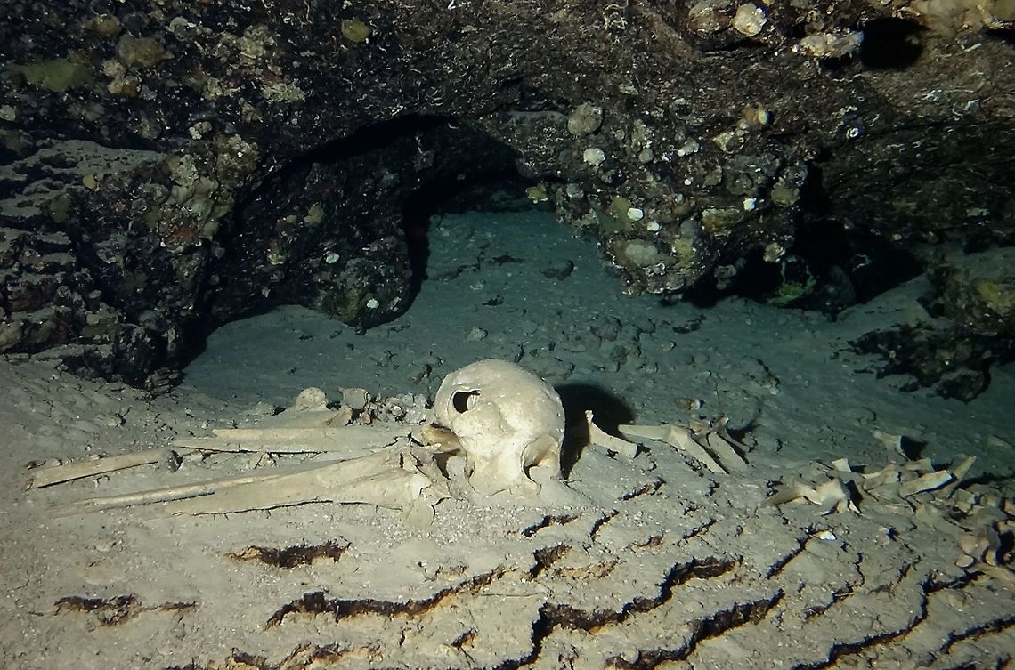 Skeletons This are the skeletons of Common Bottle-Nose Dolphins seen in the Turtle Cave/Tomb of Sipadan Island.<br />
This cave was featured in a documentary narrated by Sir David Attenborough describing the cave as Turtle Tomb, supposedly that&#039;s where Turtles went to &#039;die&#039; because of numerous Turtle skeletons found in the cave. On the contrary, the Turtles died inside the cave from drowning when they couldn&#039;t exit the cave, not because they intentionally go there to die.<br />
<br />
I am not sure of the background story behind this skeleton of dolphin, supposedly died in the cave, but I suspect it is more likely that a dead dolphin was placed inside the cave to make the cave more interesting for scuba divers .<br />
<br />
Besides the skeleton of Turtles (likely to be natural) and this Dolphin, there is also the skeleton or remains of a Marlin, which is likely placed there by divers. Bottle-Nose Dolphin,Common bottlenose dolphin,Dolphin,Geotagged,Mabul,Malaysia,Spring,Tursiops truncatus