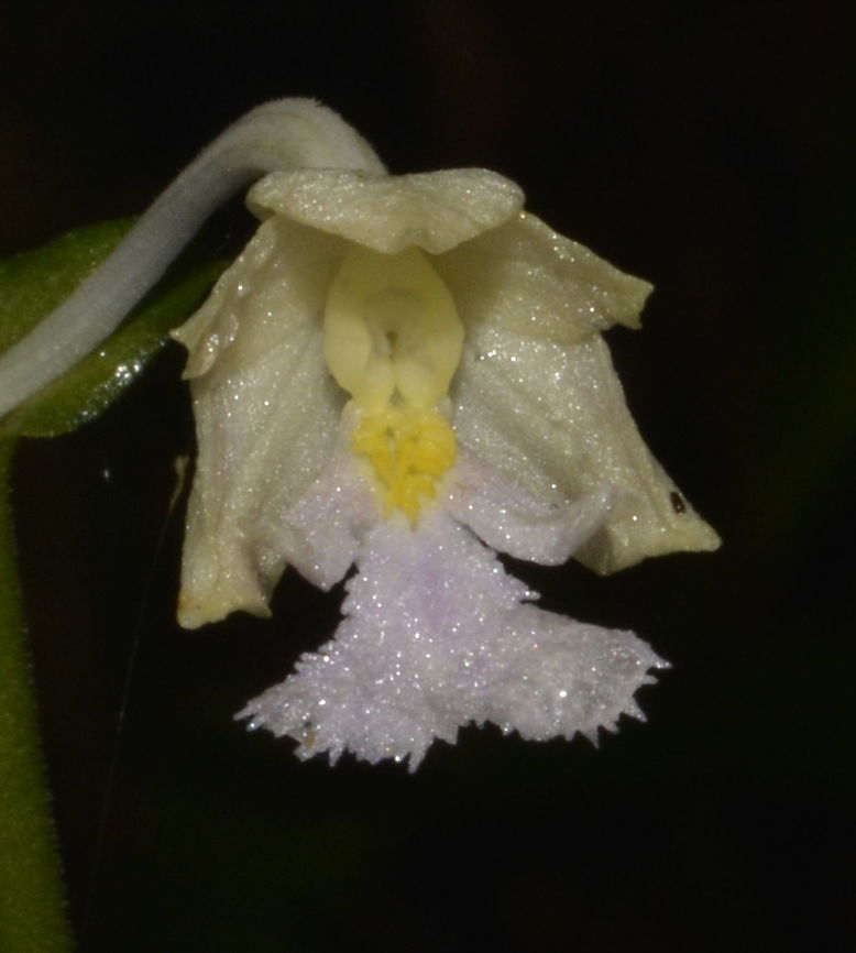 Angel Flower The flower petals of Calanthe lacerata are very small, around 1 cm, and they looks like a 'doll' or 'angel'. Calanthe lacerata,Geotagged,Ifugao,Orchid,Philippines,Summer