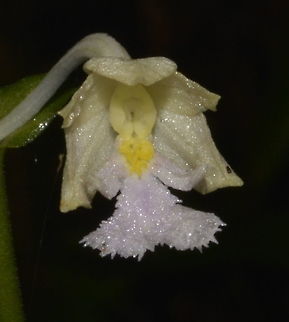 Angel Flower The flower petals of Calanthe lacerata are very small, around 1 cm, and they looks like a 'doll' or 'angel'. Calanthe lacerata,Geotagged,Ifugao,Orchid,Philippines,Summer