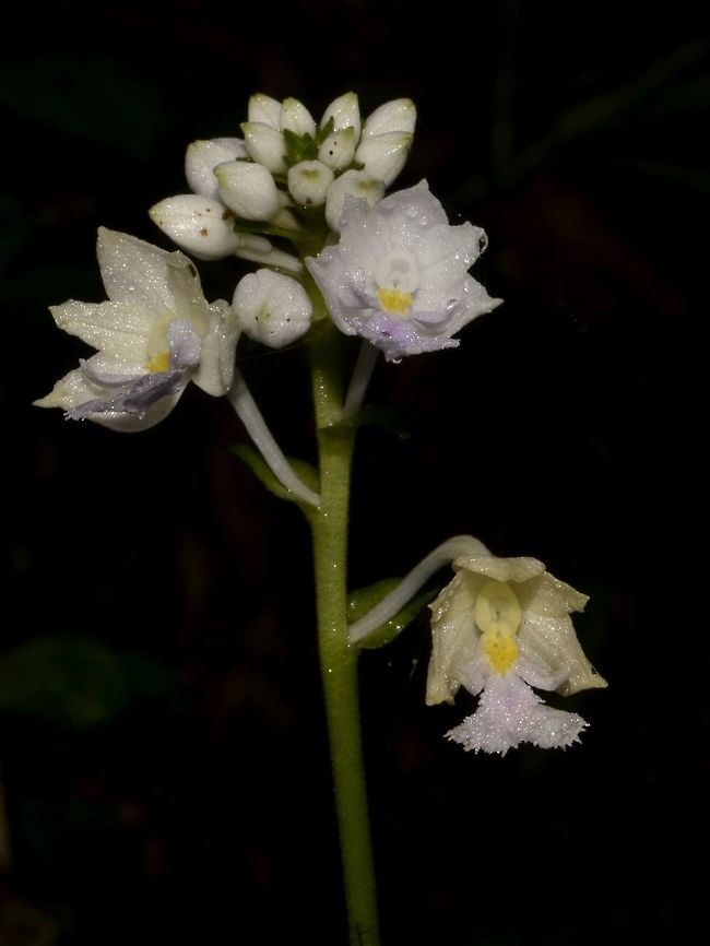 Orchid - Calanthe lacerata  Calanthe lacerata,Geotagged,Ifugao,Orchid,Philippines,Summer
