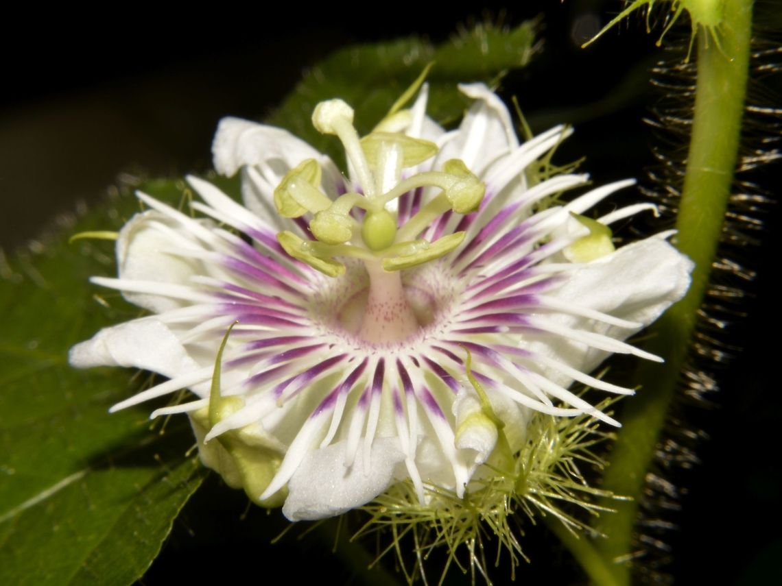 Passion Flower - Passiflora vesicaria vesicaria  Cheras,Geotagged,Malaysia,Passiflora vesicaria,Passiflora vesicaria vesicaria,Spring