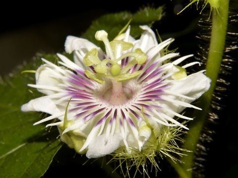 Passion Flower - Passiflora vesicaria vesicaria  Cheras,Geotagged,Malaysia,Passiflora vesicaria,Passiflora vesicaria vesicaria,Spring