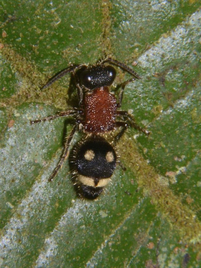 Velvet Ant - Mutillidae The Mutillidae are a family of more than 3,000 species of wasps (despite the names) whose wingless females resemble large, hairy ants. Their common name velvet ant refers to their dense pile of hair which most often is bright scarlet or orange, but may also be black, white, silver, or gold. Black and white specimens are sometimes known as panda ants due to their hair coloration resembling that of the giant panda. Their bright colors serve as aposematic signals. They are known for their extremely painful stings, hence the common name cow killer or cow ant. Unlike real ants, they do not have drones, workers, and queens. However, velvet ants do exhibit haplodiploid sex determination similar to other members of the Hymenoptera, including Vespoidea. The exoskeleton of all velvet ants is unusually tough (to the point that some entomologists have reported difficulty piercing them with steel pins when attempting to mount them for display in cabinets). This characteristic allows them to successfully invade the nests of their prey and also helps them retain moisture. Like related families in the Vespoidea, males have wings but females uniformly are wingless. They exhibit extreme sexual dimorphism; the males and females are distinct enough in their morphology that associating the two sexes of a species is very challenging unless they are captured while mating. In a few species the male carries the smaller female aloft while mating, which is also seen in the related family Tiphiidae.<br />
<br />
Update : This is likely not Dasymutilla quadriguttata, which is recorded from America.  The species that is known from Peninsular Malaysia is Mickelomyrme athalia. Cameron Highland,Geotagged,Malaysia,Mickelomyrme athalia,Spring,Velvet Ant