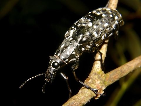 Fungus Weevil - Anthribidae sp.  Anthribidae,Anthribidae sp,Cameron Highlands,Fungus Weevil,Geotagged,Malaysia,Spring,Weevil