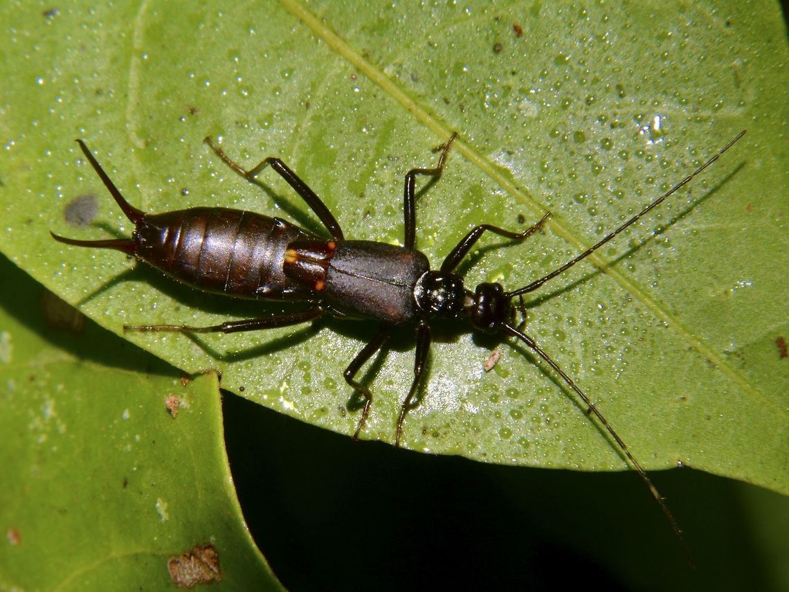 Antler Earwig - Opisthocosmia sp  Antler Earwig,Geotagged,Malaysia,Opisthocosmia sp,Opisthocosmia.Cameron Highland,Spring