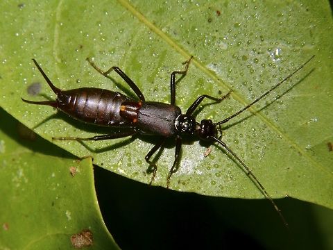 Antler Earwig - Opisthocosmia sp  Antler Earwig,Geotagged,Malaysia,Opisthocosmia sp,Opisthocosmia.Cameron Highland,Spring