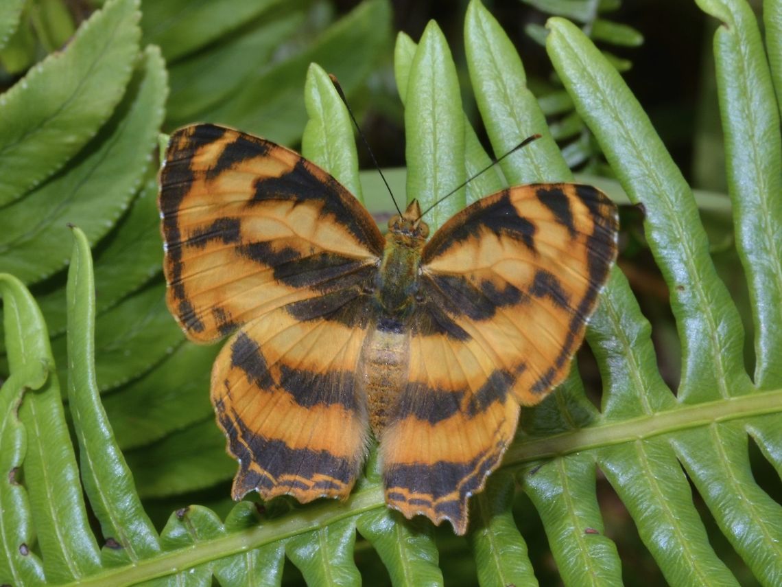 Common Jester - Symbrenthia lilaea  Butterfly,Cameron Highlands,Common Jester,Geotagged,Malaysia,Symbrenthia lilaea,Winter