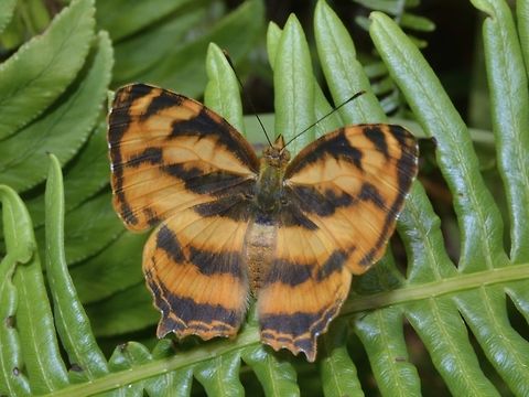 Common Jester - Symbrenthia lilaea  Butterfly,Cameron Highlands,Common Jester,Geotagged,Malaysia,Symbrenthia lilaea,Winter