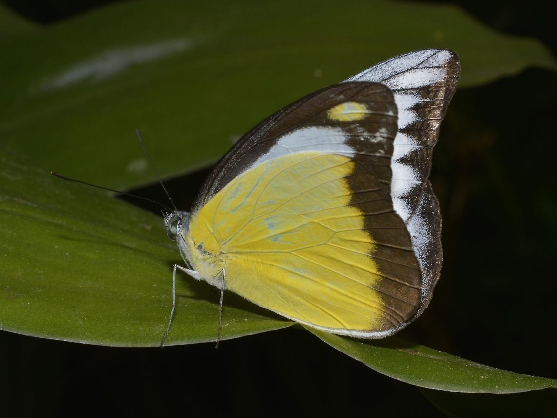 Chocolate Albatross - Appias lyncida  Appias lyncida,Butterfly,Cameron Highlands,Chocolate Albatross,Geotagged,Malaysia,Winter