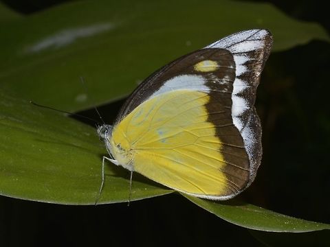 Chocolate Albatross - Appias lyncida  Appias lyncida,Butterfly,Cameron Highlands,Chocolate Albatross,Geotagged,Malaysia,Winter