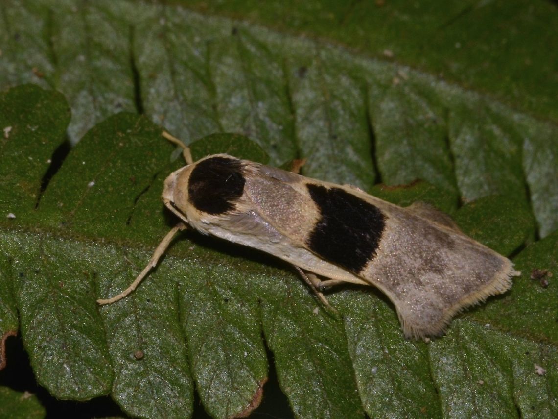 Moth - Teulisna tricornuta  Cameron Highlands,Geotagged,Malaysia,Moth,Teulisna tricornuta,Winter