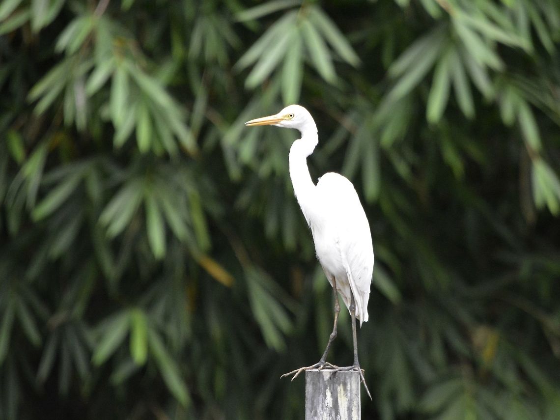 Intermediate Egret  Ardea intermedia,Bird,Egret,Geotagged,Intermediate egret,Malaysia,Mesophoyx intermedia,Sabah,Spring,Tawau