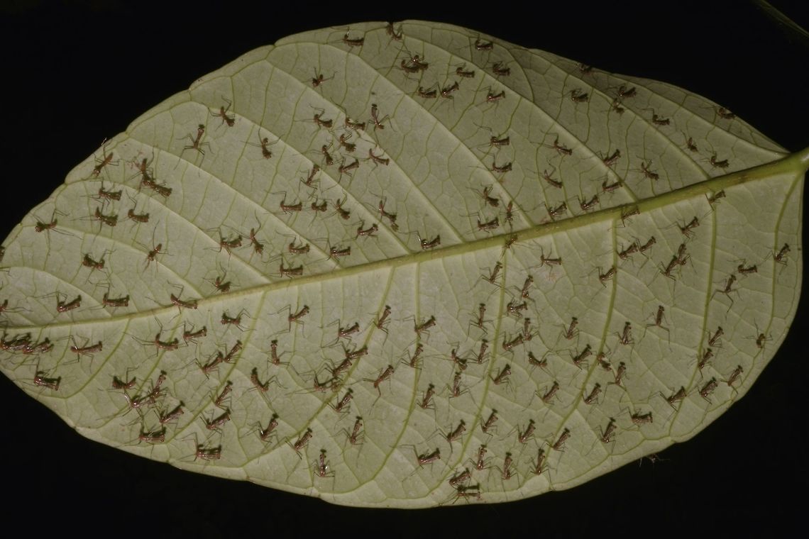 Baby Mantis invasion! As I was starting my night walk, I stumbled across this batch of Praying Mantis that probably just hatched from their Ootheca.  Couldn't locate the Ootheca though.  There were probably hundreds on them under one big leaf and there were more on other leafs and small branches. Geotagged,Malaysia,Mantis,Praying Mantis,Sabah,Spring,Tawau