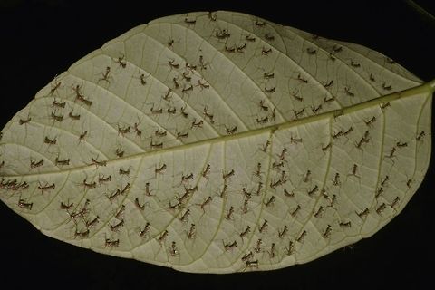 Baby Mantis invasion! As I was starting my night walk, I stumbled across this batch of Praying Mantis that probably just hatched from their Ootheca.  Couldn't locate the Ootheca though.  There were probably hundreds on them under one big leaf and there were more on other leafs and small branches. Geotagged,Malaysia,Mantis,Praying Mantis,Sabah,Spring,Tawau