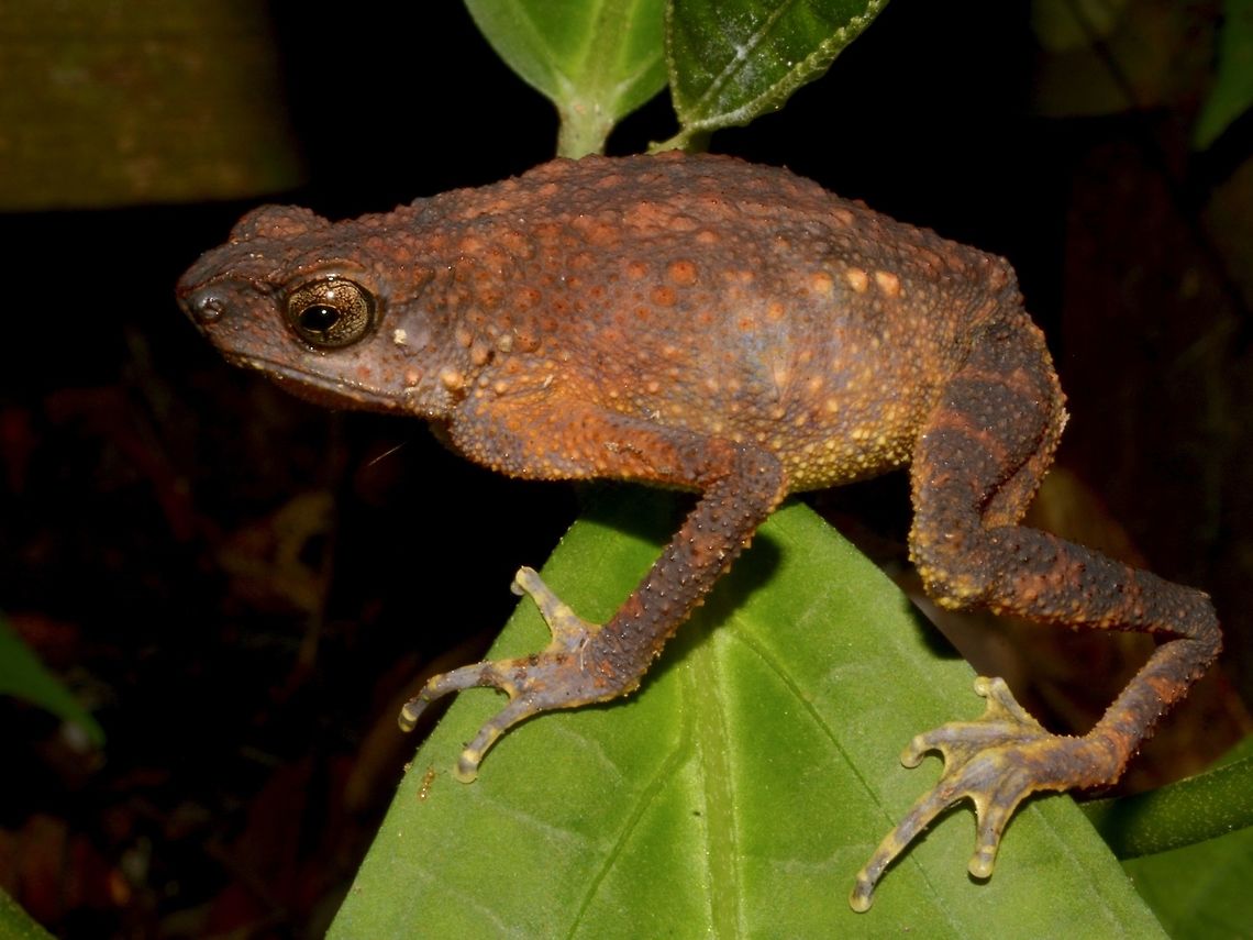 Slender Toad - Ansonia leptopus  Ansonia leptopus,Brown Slender Toad,Geotagged,Malaysia,Sabah,Slender Toad,Spring,Tawau,Toad