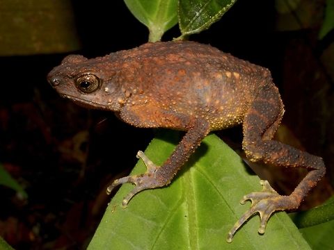 Slender Toad - Ansonia leptopus  Ansonia leptopus,Brown Slender Toad,Geotagged,Malaysia,Sabah,Slender Toad,Spring,Tawau,Toad