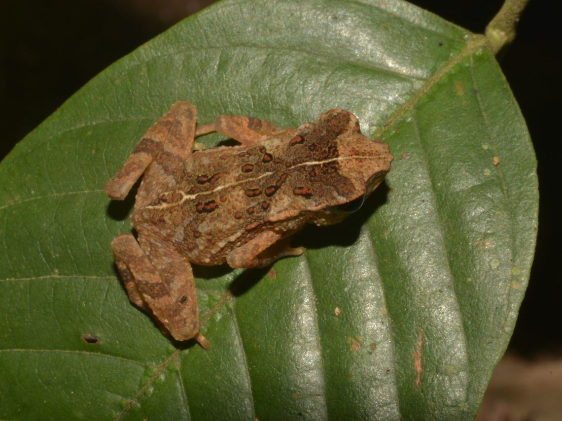 Crested Toad - Ingerophrynus divergens  Crested Toad,Frog,Geotagged,Ingerophrynus divergens,Malaysia,Sabah,Tawau