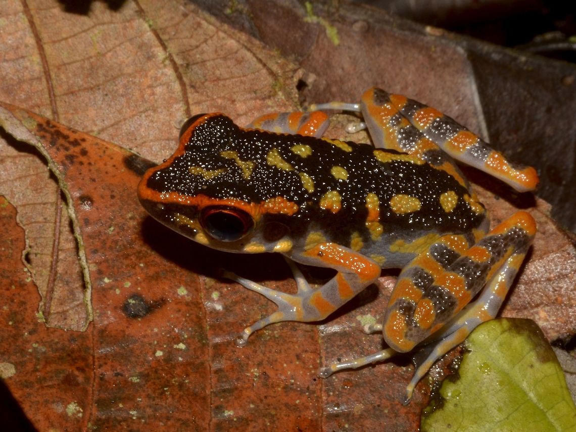 Striped Stream Frog - Hylarana signata This Striped Stream Frog - Hylarana signata has some bright orange colours to it that makes it stands out! Frog,Geotagged,Hylarana signata,Malaysia,Spring,Stream Frog,Striped stream frog,Tawau,sabah
