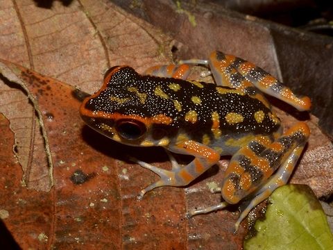 Striped Stream Frog - Hylarana signata This Striped Stream Frog - Hylarana signata has some bright orange colours to it that makes it stands out! Frog,Geotagged,Hylarana signata,Malaysia,Spring,Stream Frog,Striped stream frog,Tawau,sabah