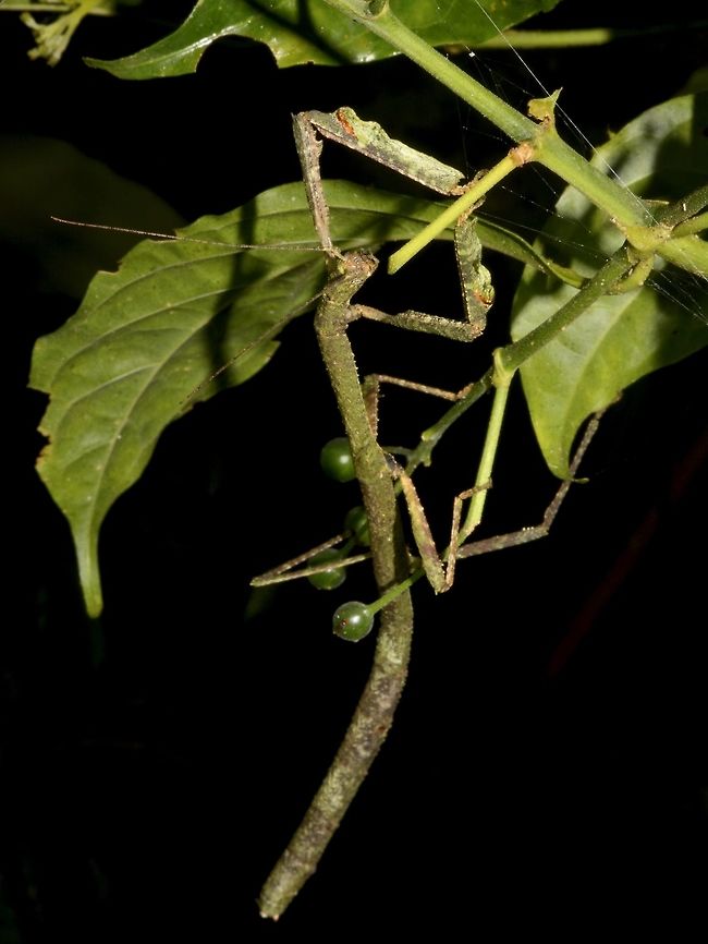 Stick Insect, Phasmid - Hermagoras sigillatus Stick Insect, Phasmid - Hermagoras sigillatus was first described as Prisomera sigillatum, and was renamed to Lonchodes sigillatus by P.E. Bragg in his book, Phasmid of Borneo in 2001 while at the same time, he described a new species, Lonchodes megabeast in the same book. This was later considered as same species as Lonchodes sigillatus in 2005 by Hennemann & Conle. 2007 and at the same time the species was placed under the genus, Hermagoras. Geotagged,Hermagora megabeast,Hermagoras sigillatus,Malaysia,Megabeast Stick Insect,Phasmid,Sabah,Spring,Stick Insect,Tawau