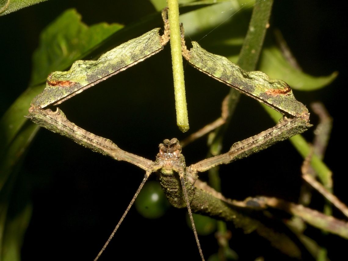 The Megabeast! Yes, the name of this Phasmid is Megabeast!<br />
The scientific name is Hermagoras sigillatus with Hermagoras megabeast as synonym. Geotagged,Hermagoras megabeast,Hermagoras sigillatus,Malaysia,Megabeast Stick Insect,Phasmid,Spring,Stick Insect,Taway,sabah